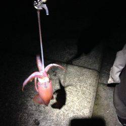 安物竿では当たり分からず。