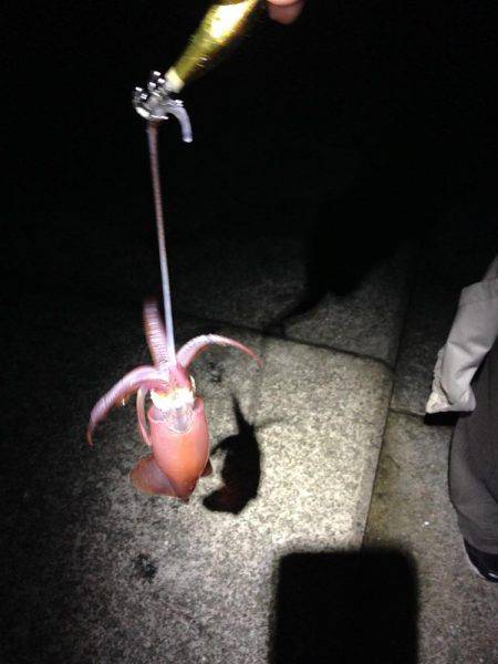 安物竿では当たり分からず。