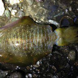 大雨後は渋い。