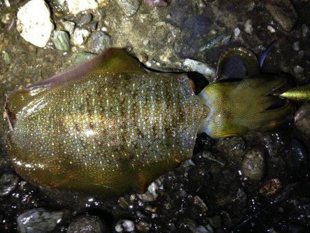 大雨後は渋い。