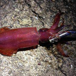 シンカーチューンで底狙い