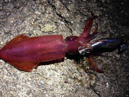 シンカーチューンで底狙い