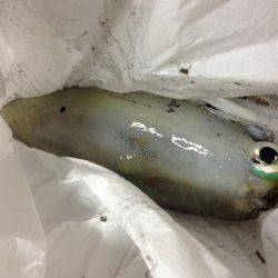 エギングでまたタチウオ