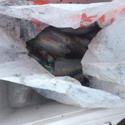 ボートエギングがダメになり陸っぱりエギングへ