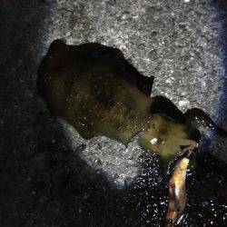 渋くもなく好調でもなく