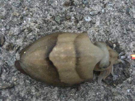 短時間エギング