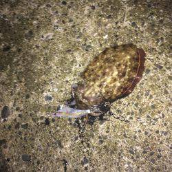 ナイトエギング