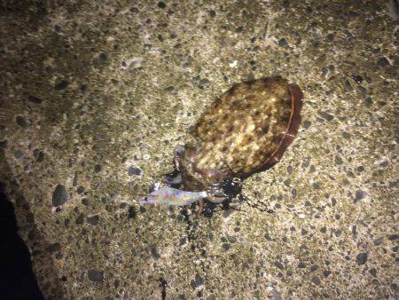 ナイトエギング