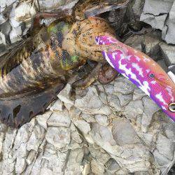 撃沈！秋イカ！