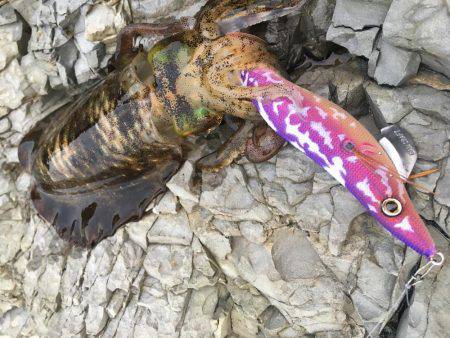 撃沈！秋イカ！