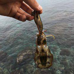 サーフエギング