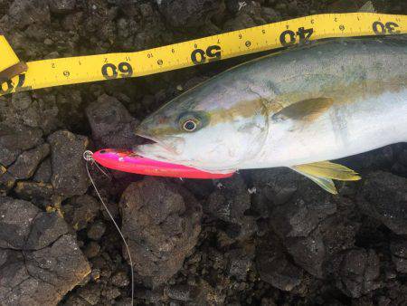 ショアマサ捕獲