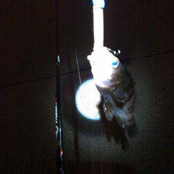 タチウオ&アジング