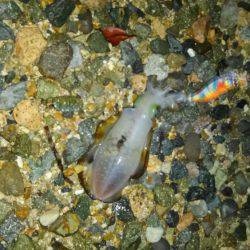 アオリのちツバス