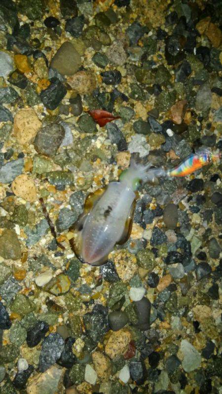 アオリのちツバス