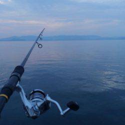 LSJでカマスGET！