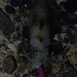 エギング、後輩デビュー戦