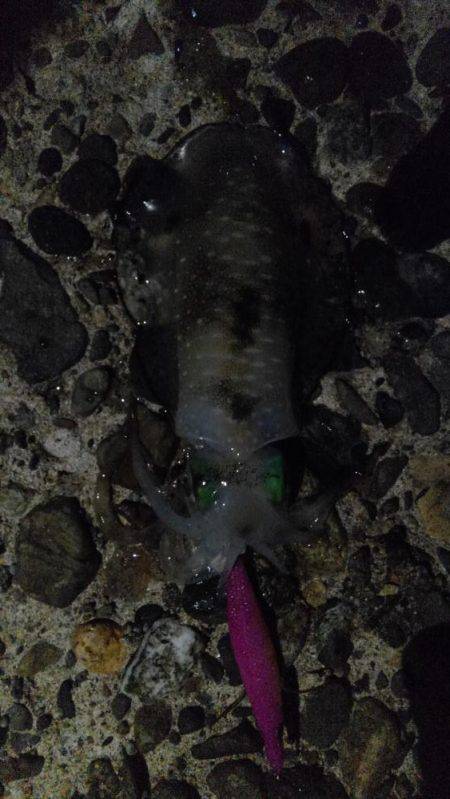 エギング、後輩デビュー戦