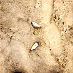 キスが食べたくて…