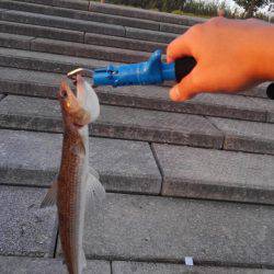 渋いと思うんですよ