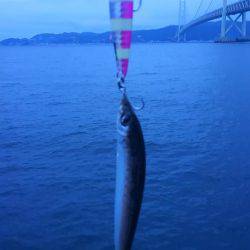 カタクチイワシ