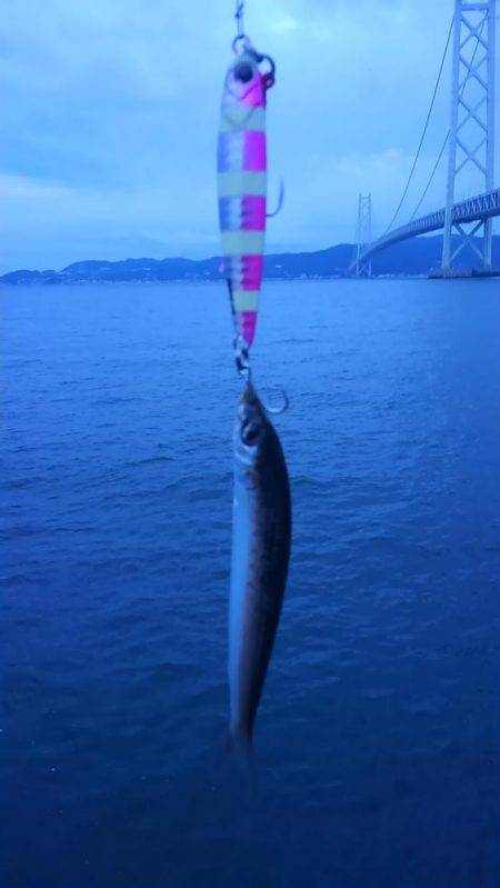 カタクチイワシ