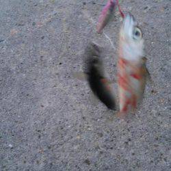 サバ爆釣でした〜！