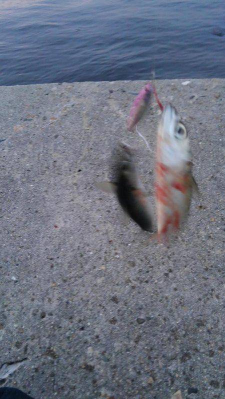 サバ爆釣でした〜！