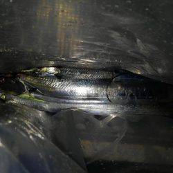 コスモスクエアでドジョウ引き釣り