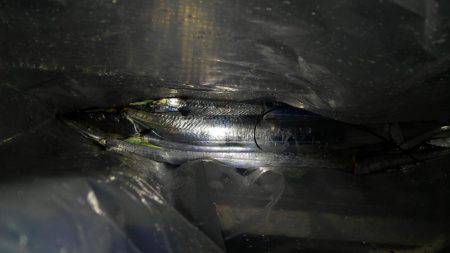 コスモスクエアでドジョウ引き釣り