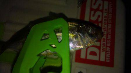 息抜きアジング