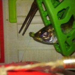 ワインド不発後