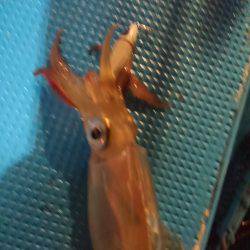 激渋イカメタル