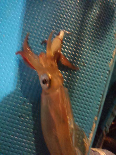 激渋イカメタル