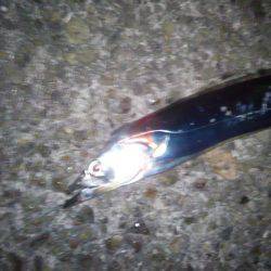 タチウオ浮き釣りへ