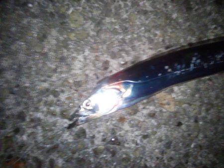 タチウオ浮き釣りへ