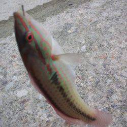 小雨ですが、ちょい投げ