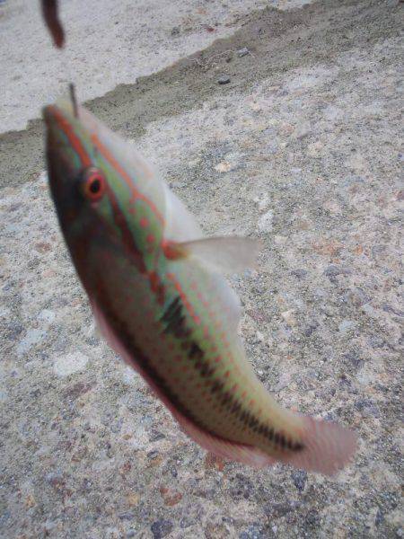 小雨ですが、ちょい投げ