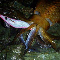 短時間エギング