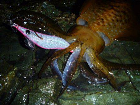 短時間エギング