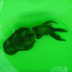 海水浴のついでに。。。