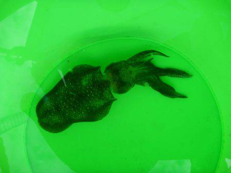 海水浴のついでに。。。