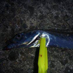 娘とタチウオ釣行