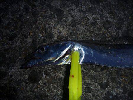 娘とタチウオ釣行