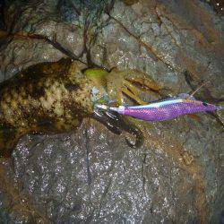 雨の中での釣果