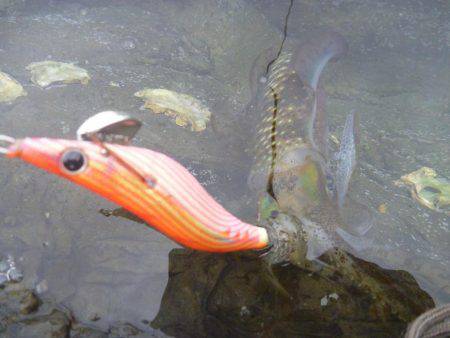 久しぶりの中紀エギング