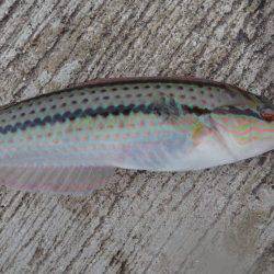 なかなか釣れた