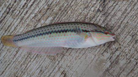 なかなか釣れた