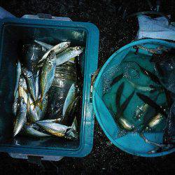 アジュール舞子のサビキ釣り