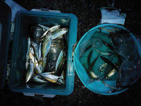 アジュール舞子のサビキ釣り